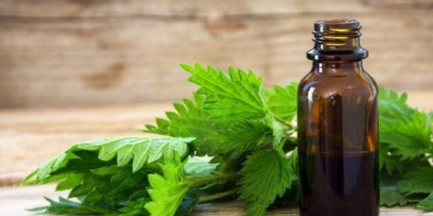 Kako napraviti tinkturu od koprive na votki, na alkoholu